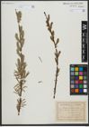 Foto von Salix viminalis L.